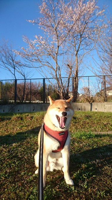 お花見！春だなぁ～