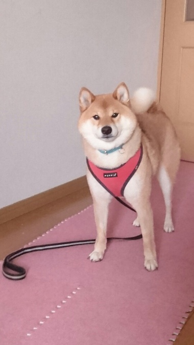柴犬おさんぽグッズ