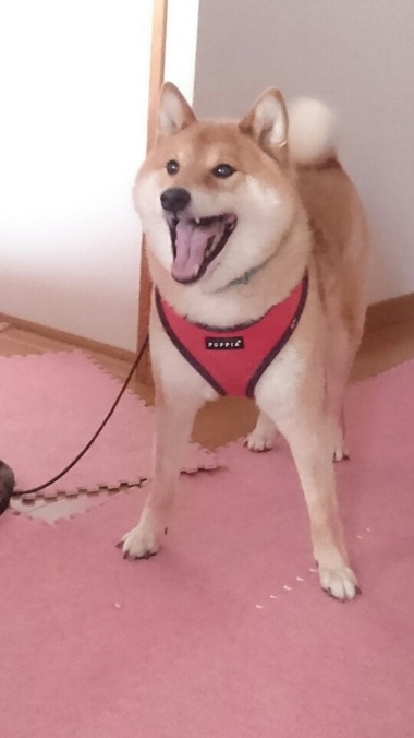 柴犬おさんぽグッズ