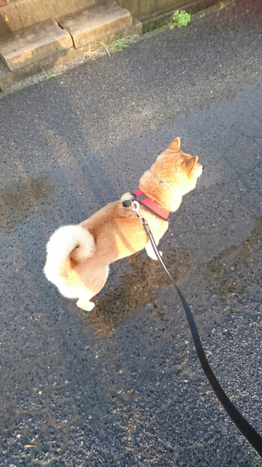 雨上がり