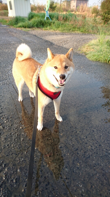 雨上がり