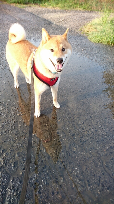 雨上がり