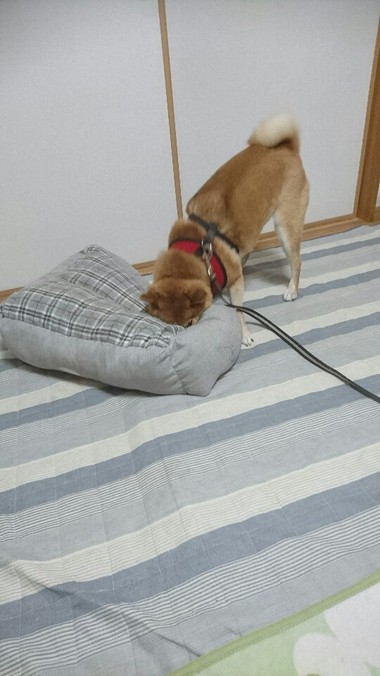 完全復活！