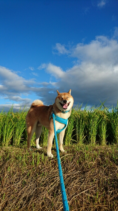 田んぼにて