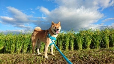 田んぼにて