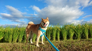 田んぼにて