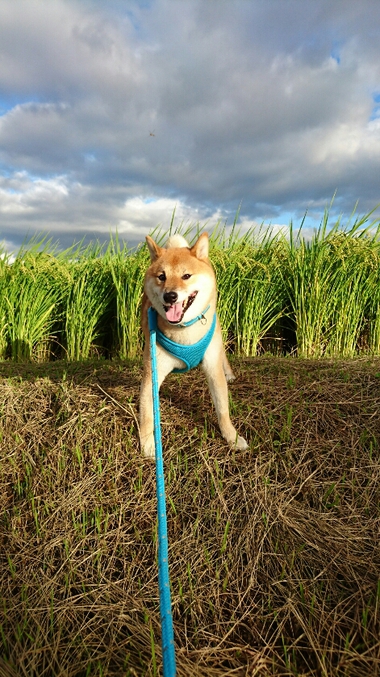 田んぼにて