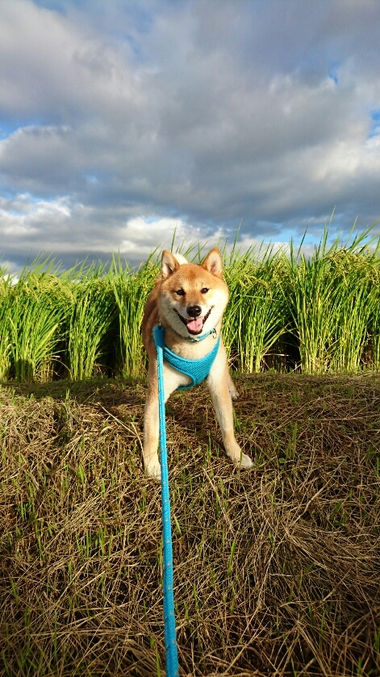 田んぼにて