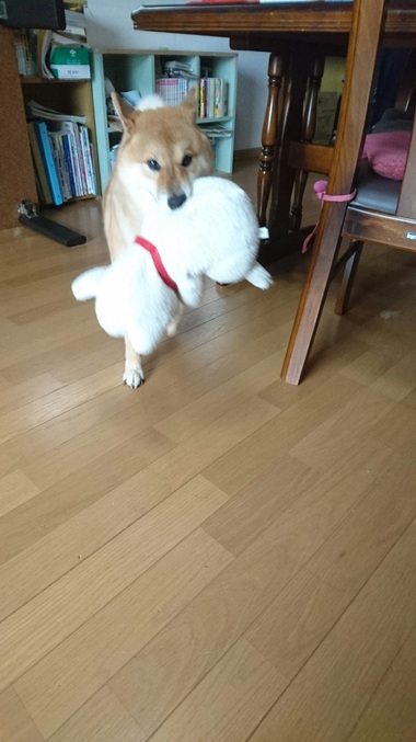やせ細っていく・・・