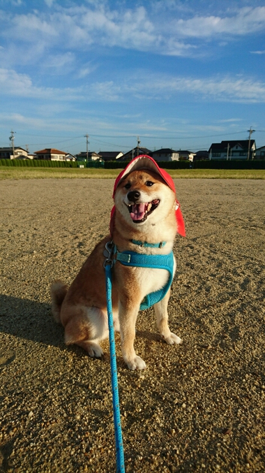 運動会頑張って！
