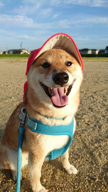 運動会頑張って！