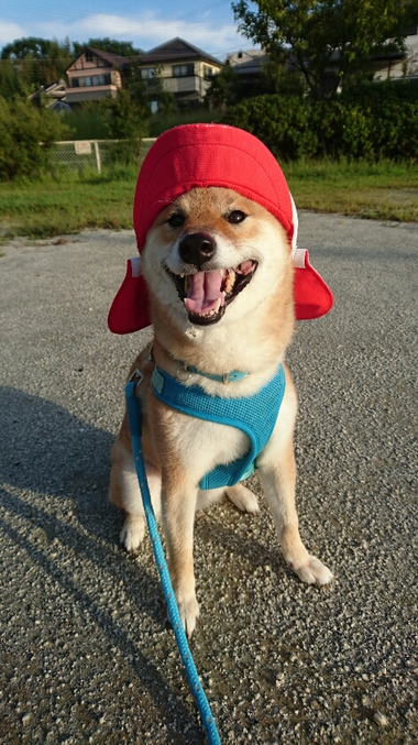 運動会頑張って！