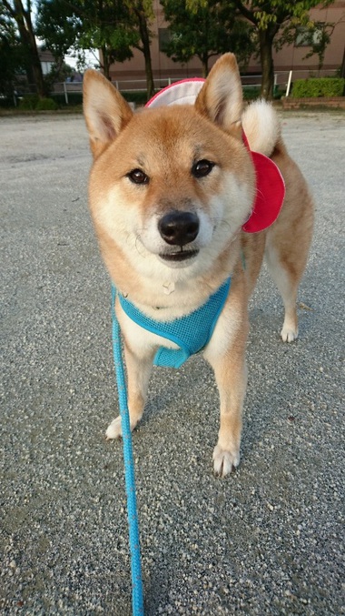 運動会頑張って！