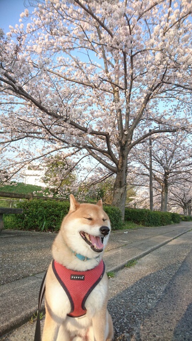 孝太地方のさくら