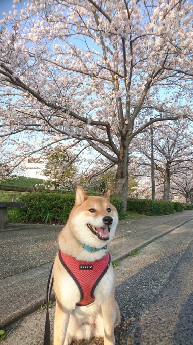 孝太地方のさくら