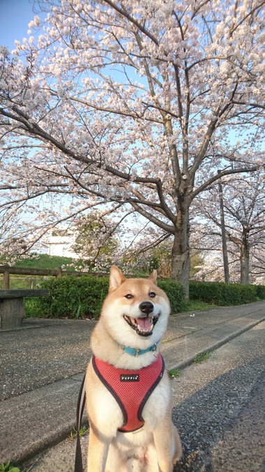 孝太地方のさくら