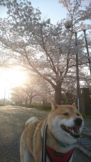 孝太地方のさくら