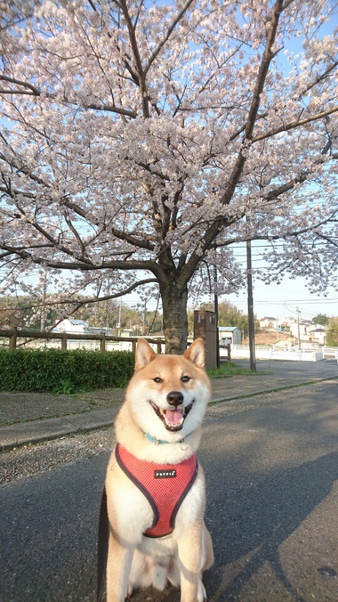 孝太地方のさくら