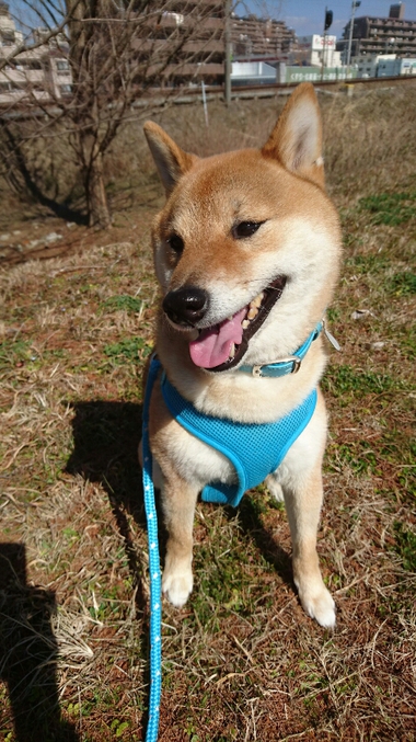 わいるどだろぉ