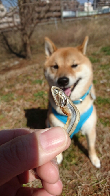 わいるどだろぉ
