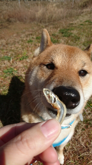 わいるどだろぉ