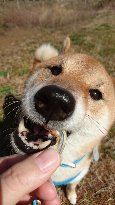 わいるどだろぉ