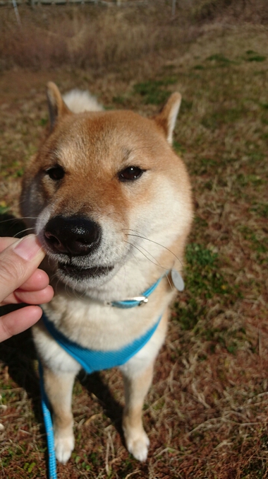 わいるどだろぉ