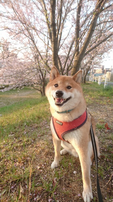 社会的距離の確保 Social Distancingバッチリです 柴犬とインコ Part3