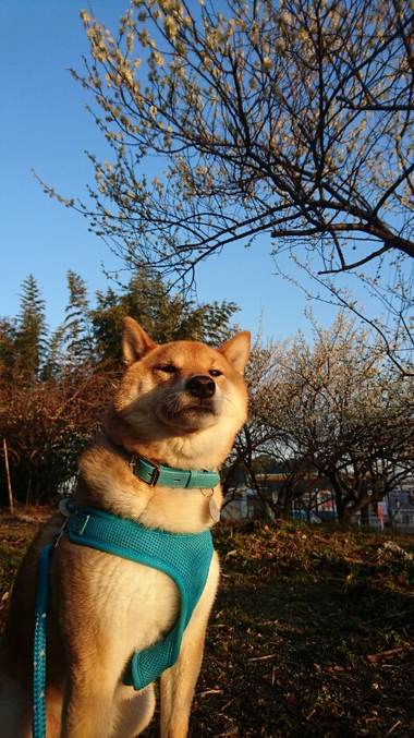 梅VS柴犬