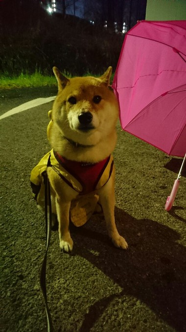 雨ん歩