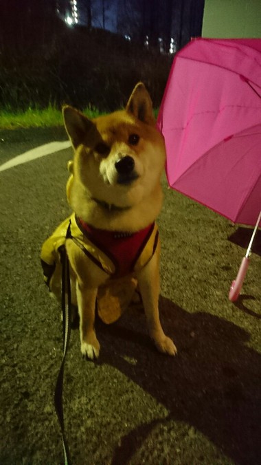 雨ん歩