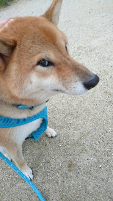 どうしてこうなった？