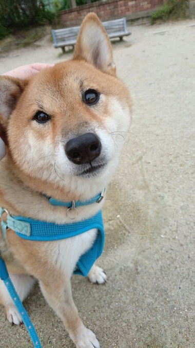 どうしてこうなった？
