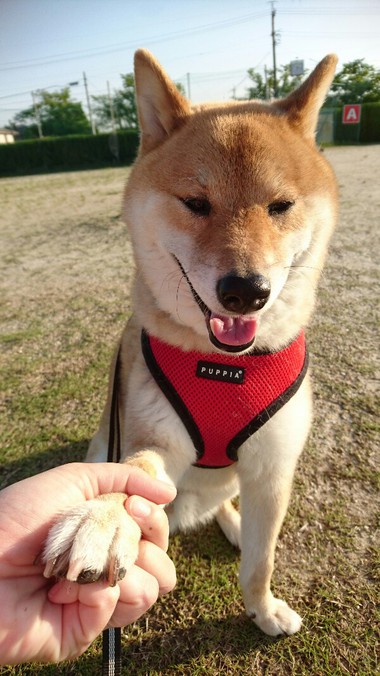 握手会