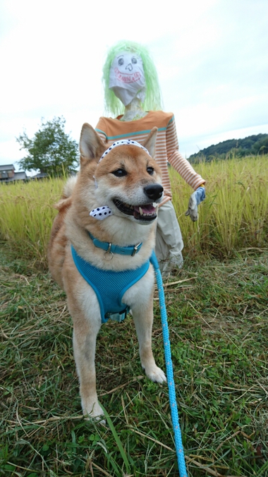カカシと柴犬孝太　その２