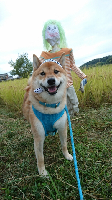 カカシと柴犬孝太　その２