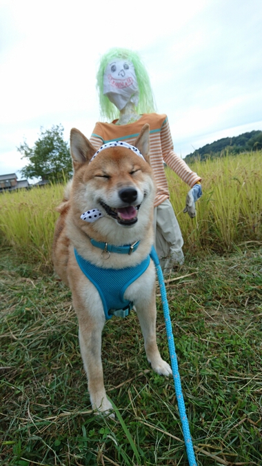 カカシと柴犬孝太　その２
