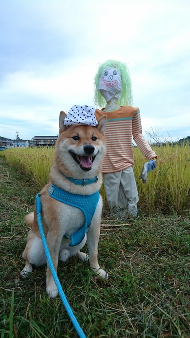 カカシと柴犬孝太　その２