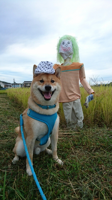 カカシと柴犬孝太　その２