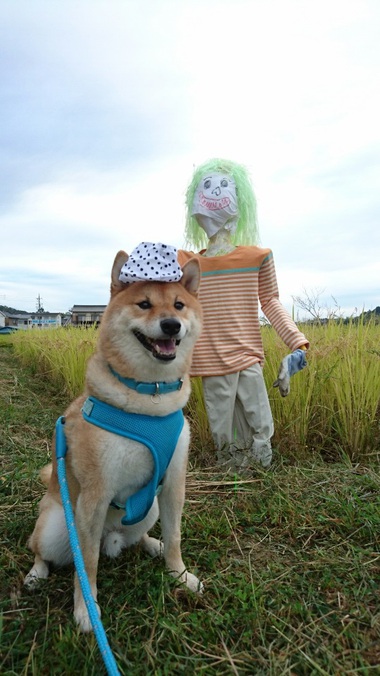 カカシと柴犬孝太　その２