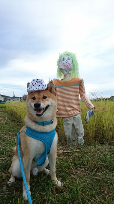 カカシと柴犬孝太　その２