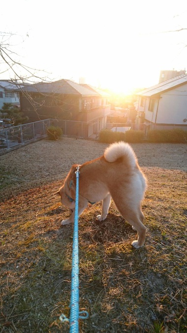 今日の日の出＆眉毛びよんっ