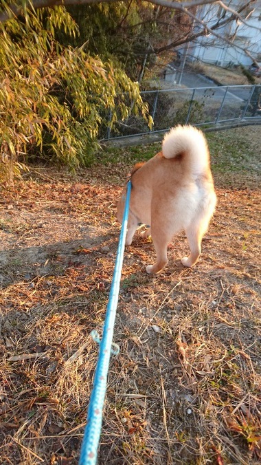 今日の日の出＆眉毛びよんっ