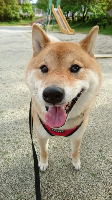 さくらんぼ