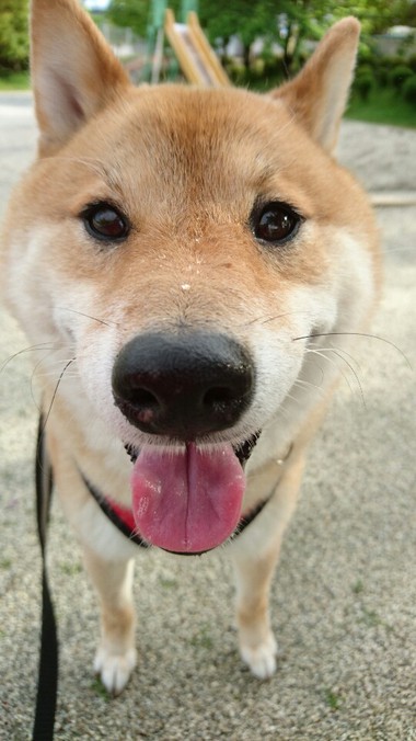 さくらんぼ