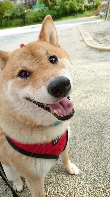 さくらんぼ