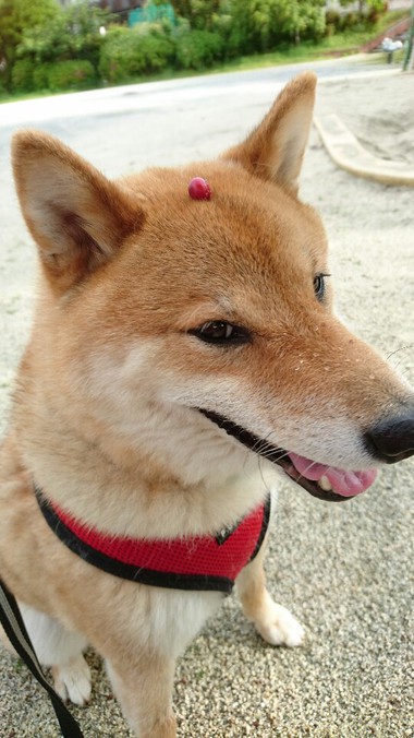 さくらんぼ