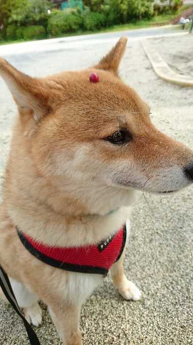 さくらんぼ