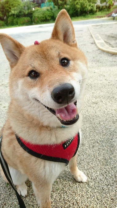 さくらんぼ