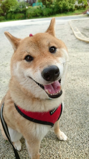 さくらんぼ